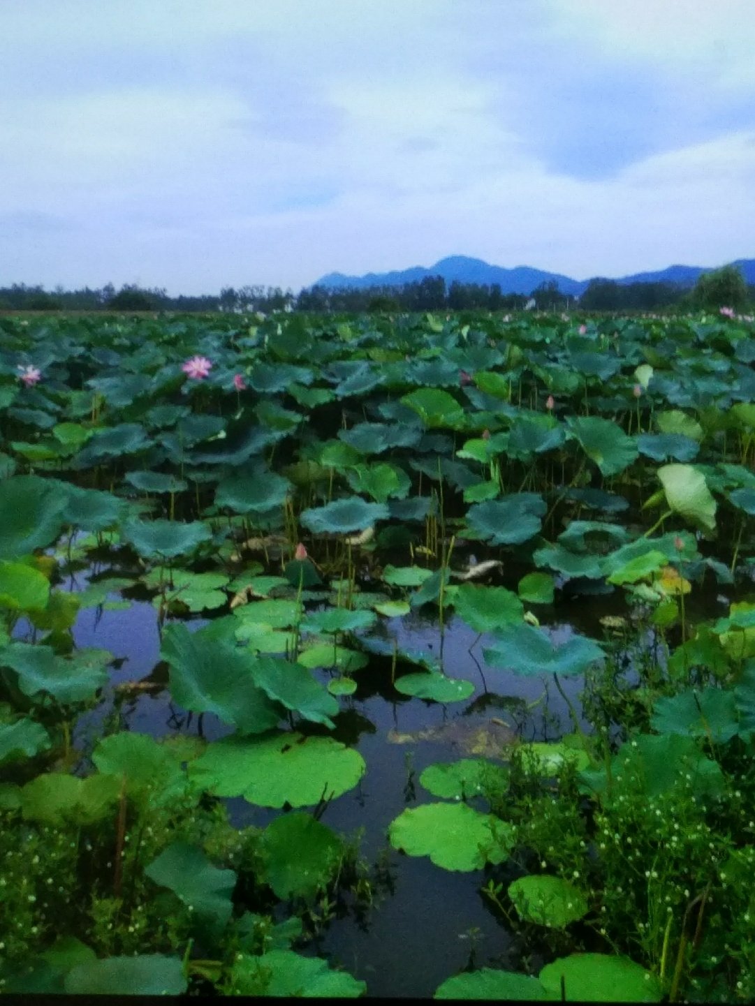 安徽省马鞍山市含山县得胜路靠近山水苑小区